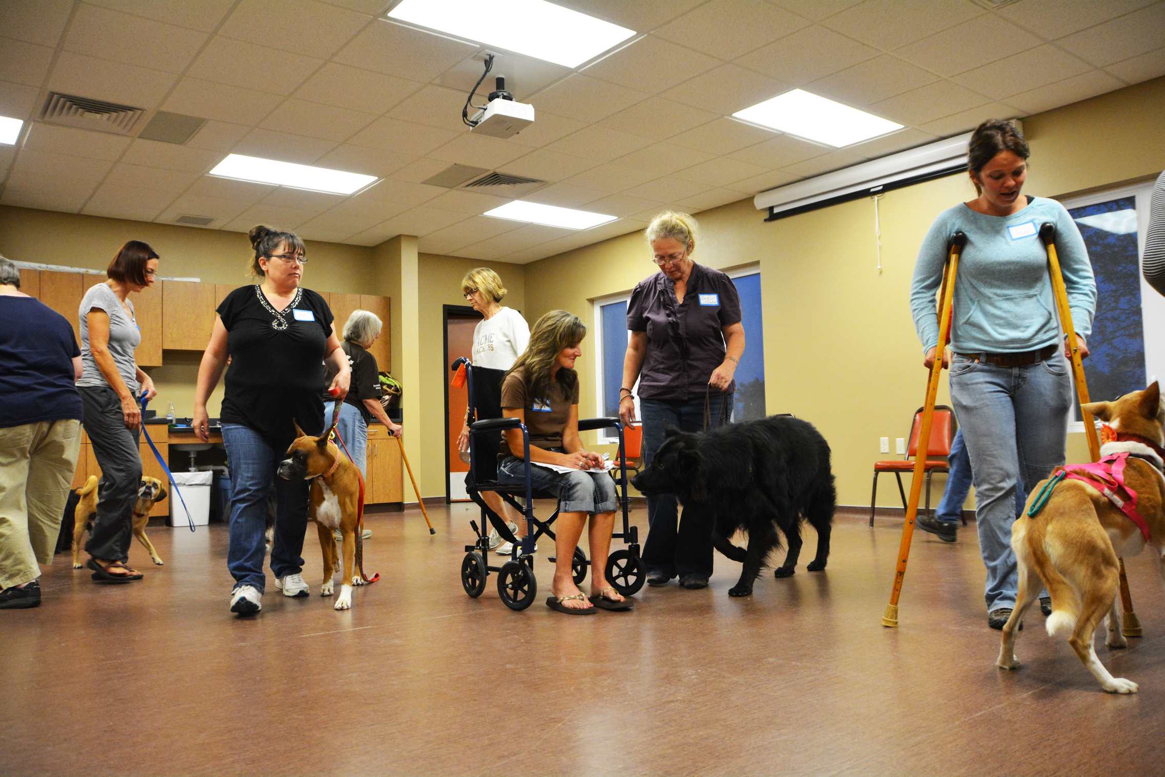 therapy dog training in my area